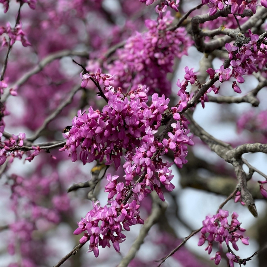 Jasmin en fleurs dans le jardin des suites ONNO à L'Épine sur l'île de Noirmoutier