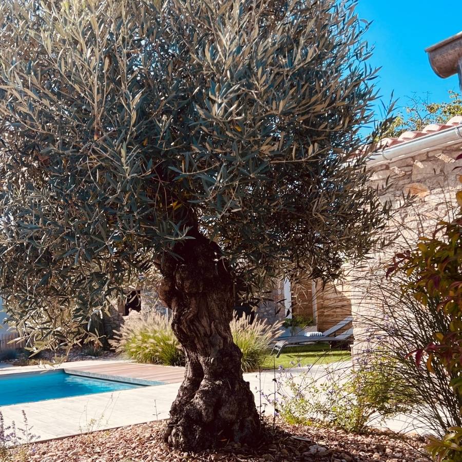 Olivier dans le jardin autour de la piscine à L'Épine Noirmoutier