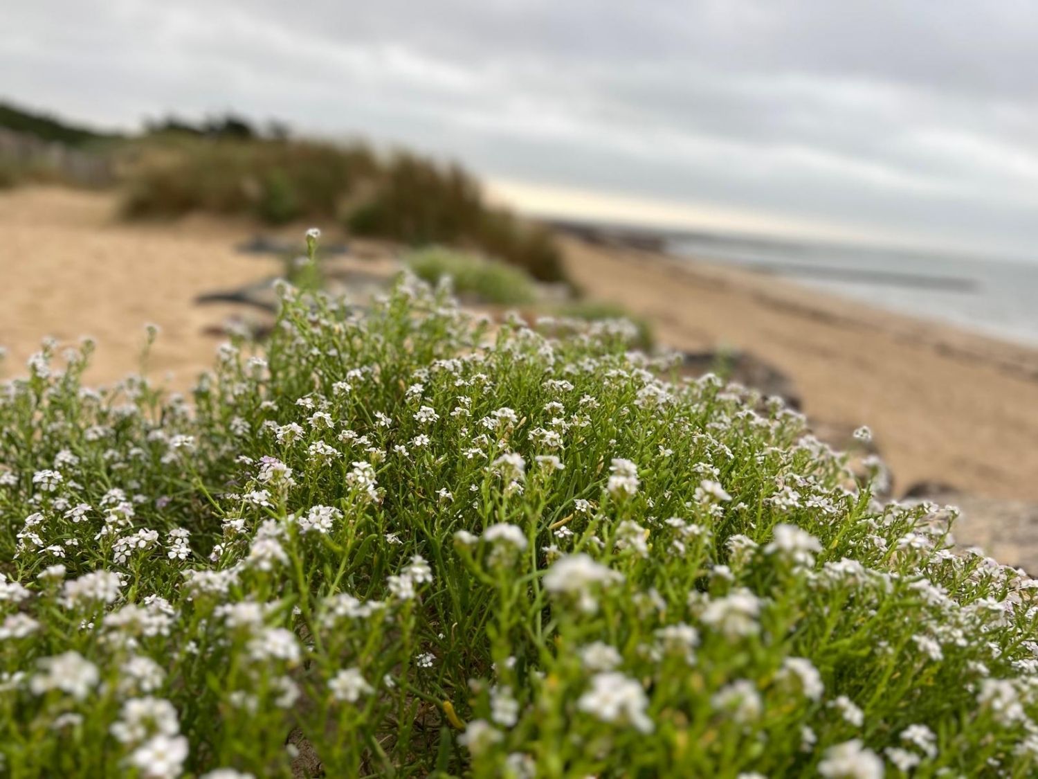 Plage naturelle avec végétation sur l’Île de Noirmoutier