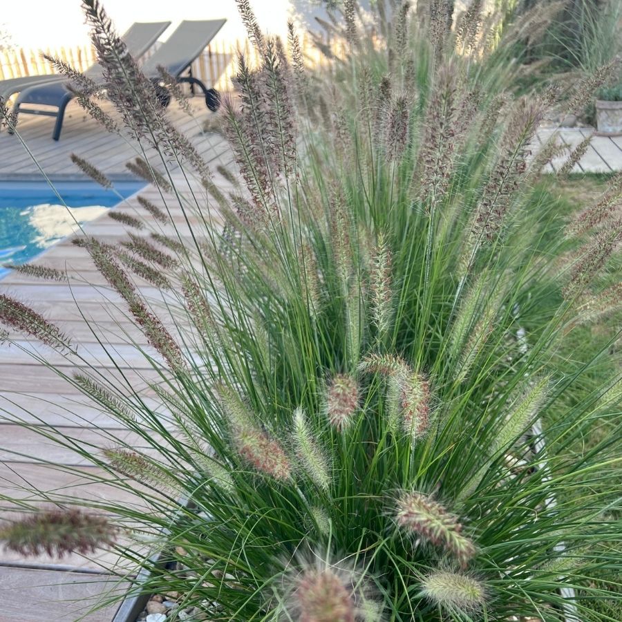 Plantes méditerranéennes autour de la piscine dans le jardin à Noirmoutier
